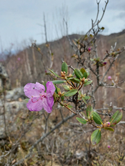Rhododendron ledebourii