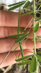 Amblycorypha oblongifolia