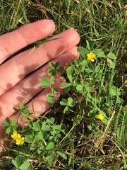 Oxalis dillenii