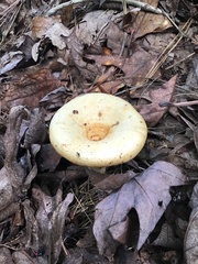 Lactifluus piperatus