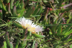 Carpobrotus edulis
