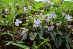Viola grypoceras