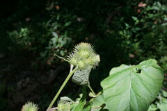 Arctium nemorosum