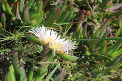 Carpobrotus edulis