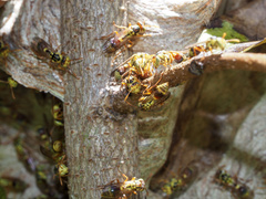 Ropalidia romandi