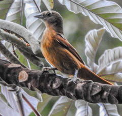 Tachyphonus coronatus