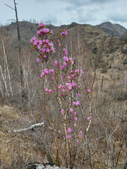 Rhododendron ledebourii