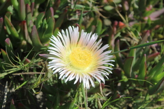 Carpobrotus edulis