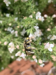 Anthidium manicatum