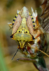 Carpocoris mediterraneus atlanticus
