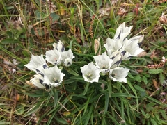 Gentiana algida