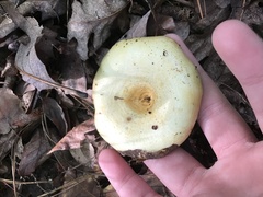 Lactarius psammicola