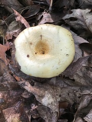 Lactifluus piperatus