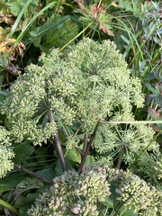 Angelica archangelica