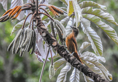 Tachyphonus coronatus