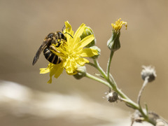 Halictus fulvipes
