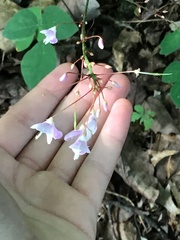 Hylodesmum