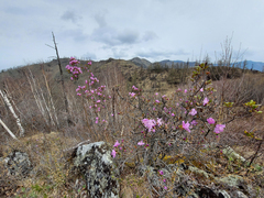 Rhododendron ledebourii