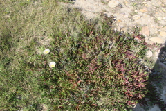 Carpobrotus edulis