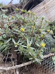 Portulaca umbraticola