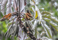 Tachyphonus coronatus