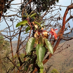 Arbutus