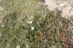 Carpobrotus edulis