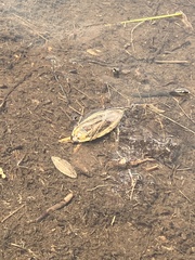 Lethocerus americanus