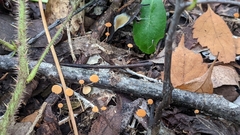 Marasmius siccus