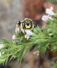 Anthidium manicatum