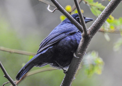 Tachyphonus coronatus