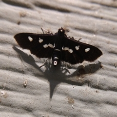 Desmia funeralis