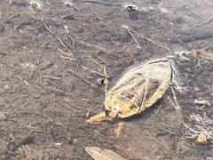 Lethocerus americanus