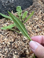 Alisma