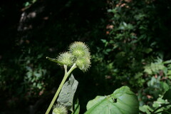 Arctium nemorosum
