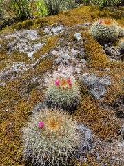Mammillaria rhodantha