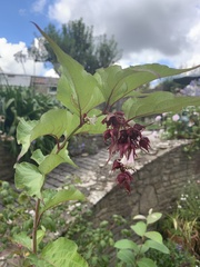 Leycesteria formosa