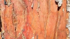 Arbutus