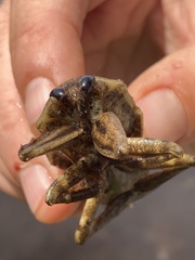 Lethocerus americanus