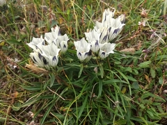 Gentiana algida