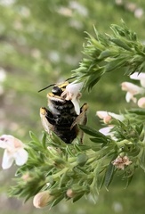 Anthidium manicatum