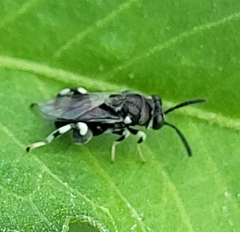 Brachymeria hammari