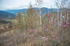 Rhododendron ledebourii