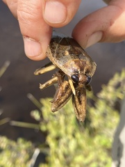 Lethocerus americanus