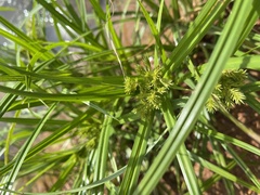 Cyperus odoratus