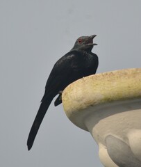 Onychognathus fulgidus