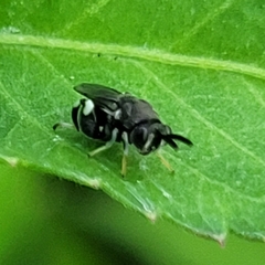 Brachymeria hammari
