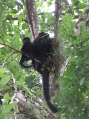 Alouatta pigra