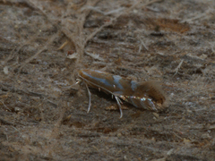 Phyllonorycter