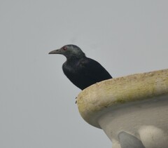 Onychognathus fulgidus